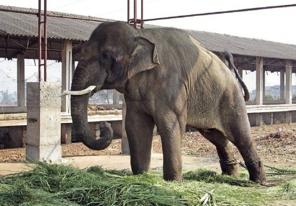 Слон, спасенный Памелой Андерсон и Полом Маккартни, убил человека