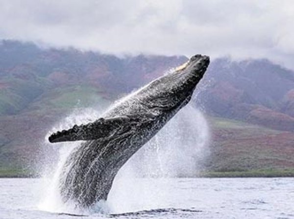 Аквалангист выложил на YouTube ВИДЕО, как гигантский кит целиком выскочил из воды