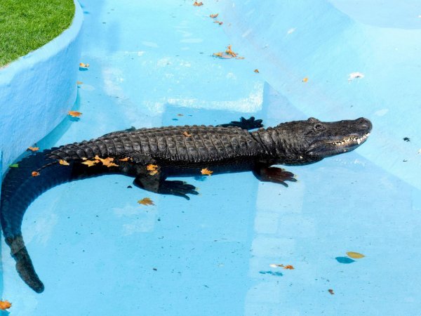 В Мексике крокодил в бассейне напал на сотрудника отеля