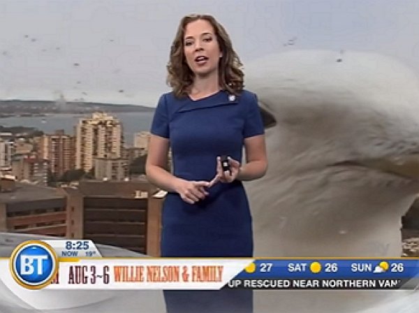 YouTube ВИДЕО: чайка-"великан" помешала ведущей прогноза погоды в прямом эфире в Канаде