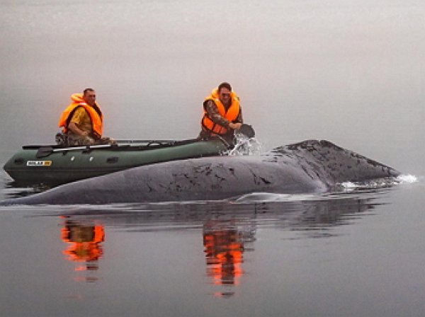 Застрявший на мели в Хабаровском крае кит освобожден (ВИДЕО)