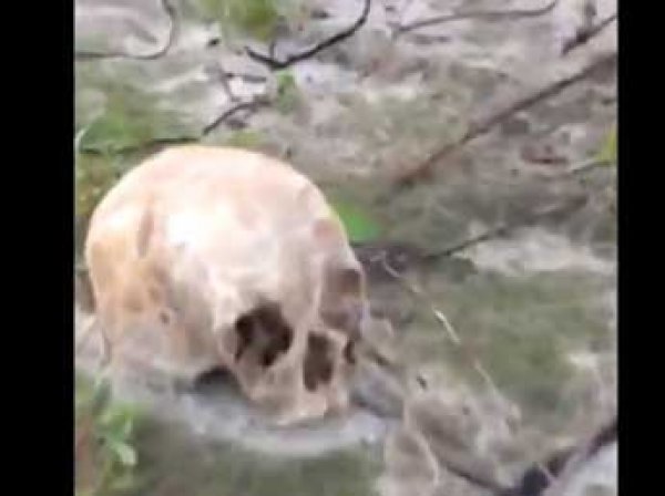 Жуткий улов: на берегу реки Иртыш рыбаки нашли десятки черепов и человеческие кости (ВИДЕО)