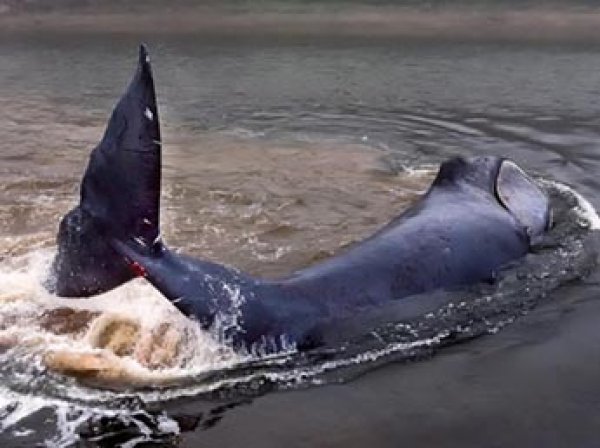 "Устал и громко вздыхает": в Хабаровском крае кит застрял в устье реки (ФОТО, ВИДЕО)