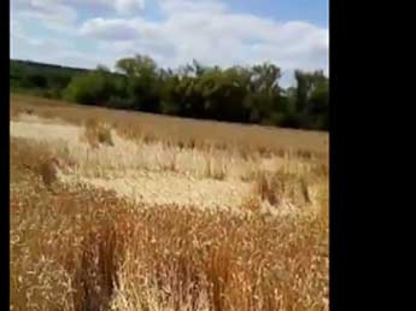 В Липецкой области на полях с пшеницей появились "послания от инопланетян" (ВИДЕО)