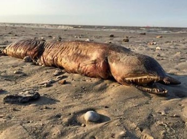 В Техасе ураган "Харви" выбросил на пляж загадочное зубастое существо (ФОТО)