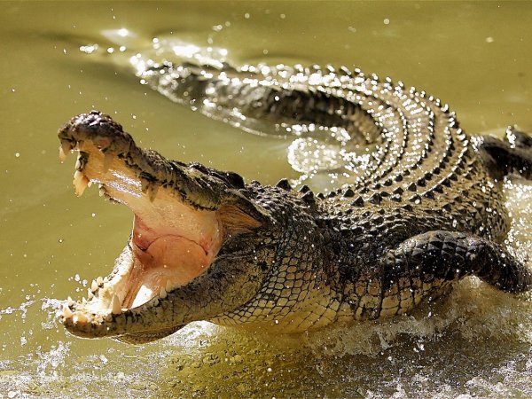 На Шри-Ланке крокодил утащил журналиста FT, решившего сходить в туалет в джунглях