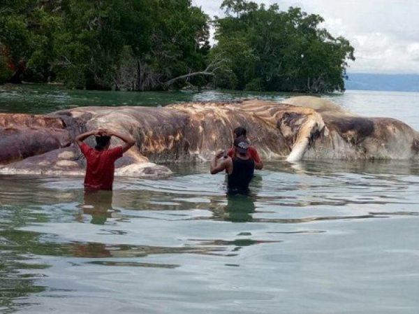 На побережье Филиппин нашли 10-метровую тушу странного морского животного