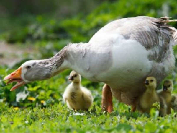 Какой сегодня праздник: 28 сентября 2017 отмечается церковный праздник Никита Гусятник