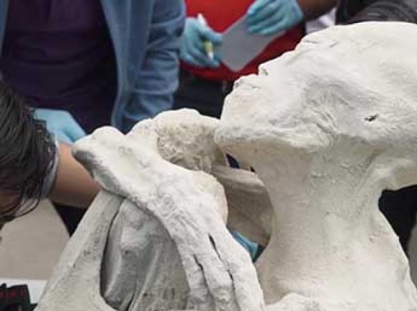 Ученые: найденные в Перу мумии являются инопланетными рептилиями (ВИДЕО)