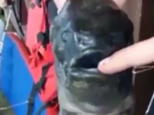 Видео с жуткой рыбой-монстром с двумя ртами опубликовано на YouTube