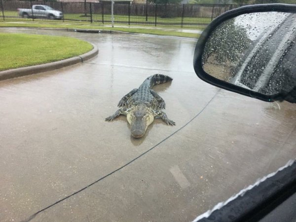 Во Флориде после урагана "Ирма" на улицах появились аллигаторы (ВИДЕО)