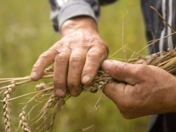 Какой сегодня праздник: 10 сентября 2017 отмечается церковный праздник Анну и Савву Скирдников