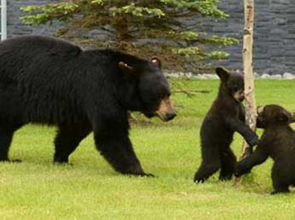 Сеть поразило видео, как вежливый канадец упросил семью медведей уйти с его двора