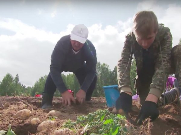 "Не только сажает, но и выкапывает": на НТВ высмеяли Лукашенко, собравшего 105 тонн картофеля