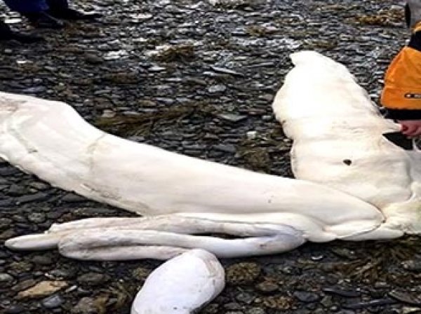 На пляже на Аляске нашли останки неизвестного науке морского монстра