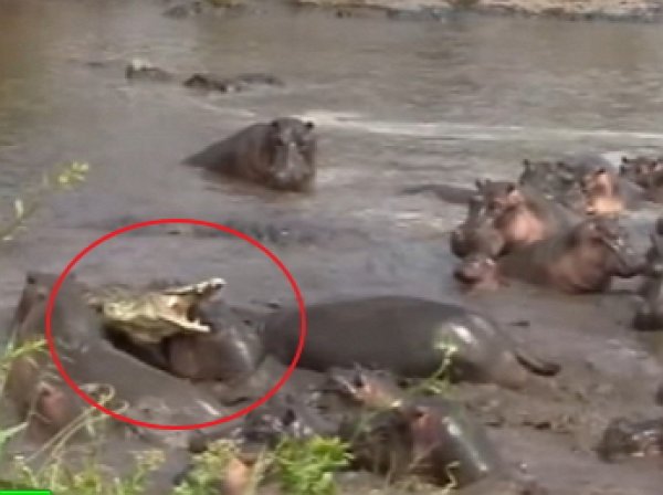 YouTube ВИДЕО: крокодил чудом спасся в схватке со стадом бегемотов