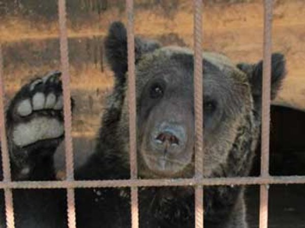 Под Воронежем сбежавший из зоопарка медведь убил 87-летнего пенсионера