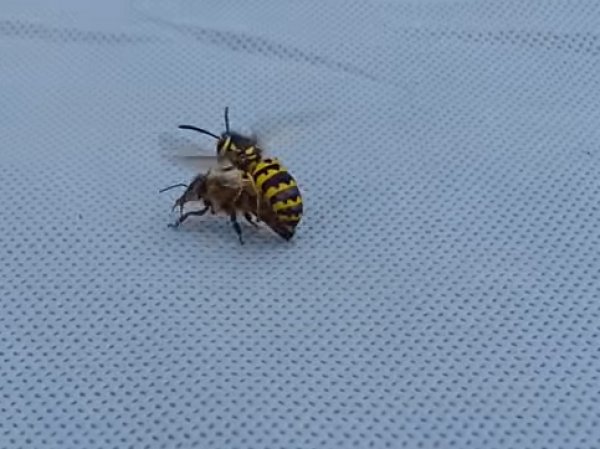 На YouTube попало ВИДЕО смертельной битвы осы и пчелы