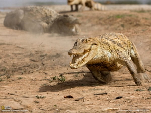 На YouTube появилось ВИДЕО погони разъяренного крокодила за охотниками