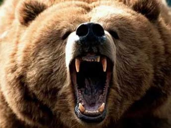 Почти 30 человек отравились медвежьим мясом в Томской области