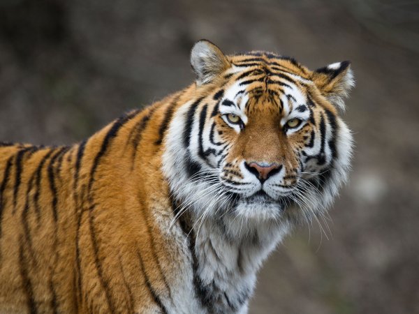 В США усыпили привезенного из России амурского тигра Мартина