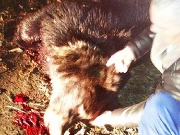 Медведь напал на школьника в центре сибирского города