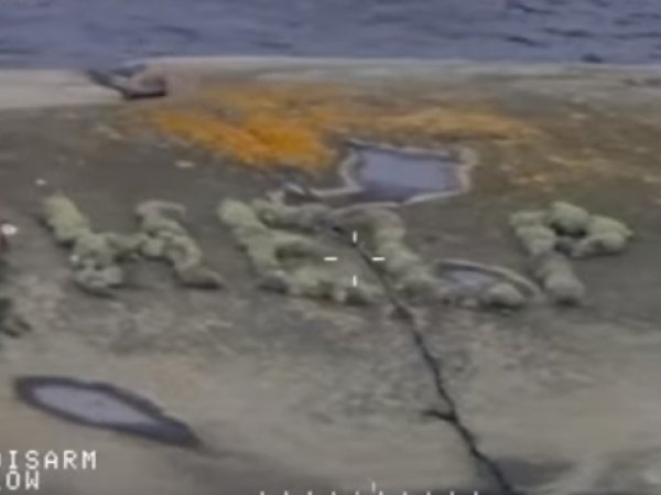 Со шведского острова спасли россиянина, выложившего слово HELP с помощью мха