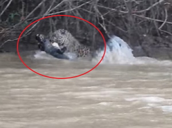 YouTube ВИДЕО: ягуар схлестнулся в смертельной схватке с кайманом