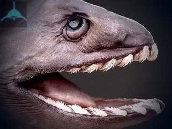 В Португалии выловили доисторическую акулу