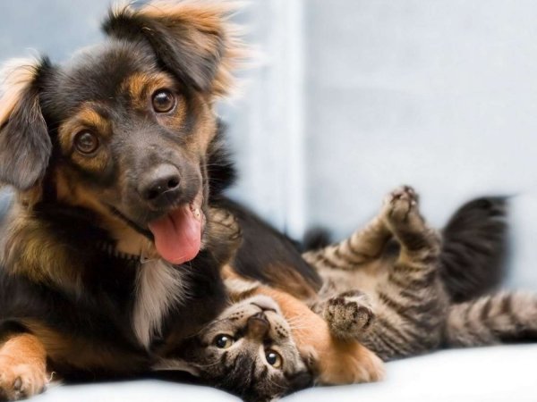 Ученые рассказали, кто умнее - кошки или собаки