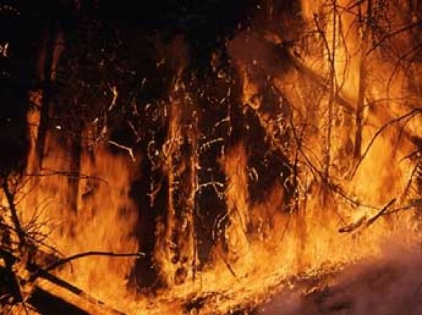 Режим ЧС введен в Калифорнии из-за лесных пожаров: есть жертвы
