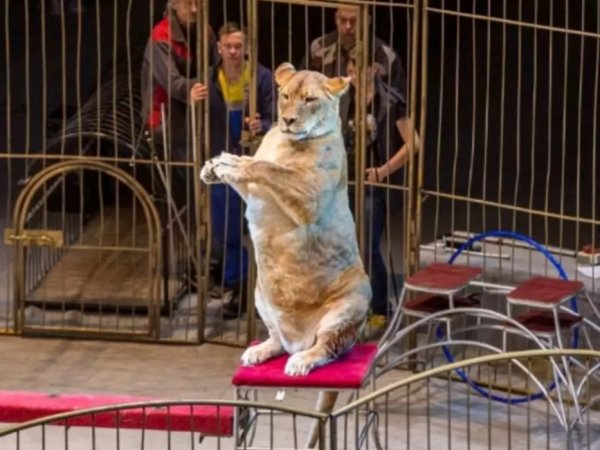 Соцсети развеселили упитанные львицы из цирка Владивостока