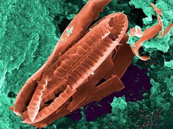 Ученые выяснили, как кишечные бактерии могут влиять на гены людей