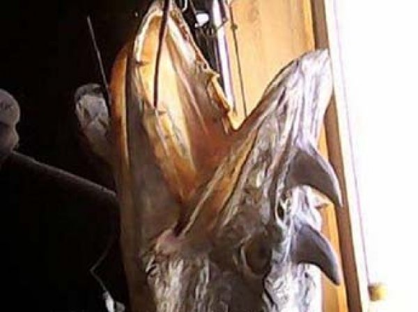 В Омской области рыбак поймал  в реке щук-драконов