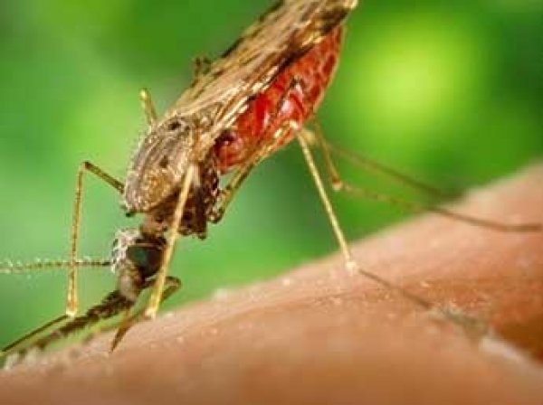 Ученые нашли новый способ борьбы с комариными укусами