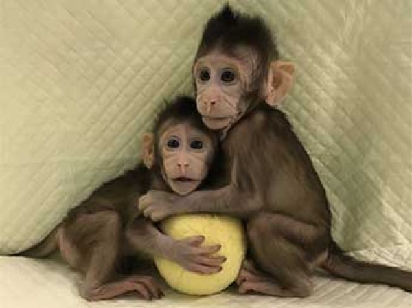 Китайцы теперь могут клонировать людей на примере обезьяны
