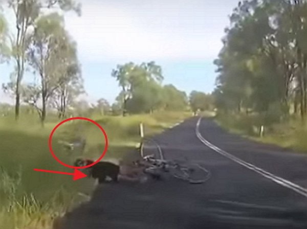 В Австралии кенгуру в прыжке сбил велосипедистку
