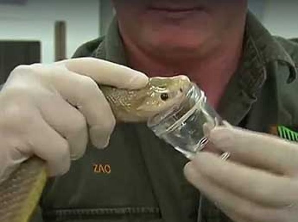 В Австралии поймали змею с рекордным количеством яда в одном укусе