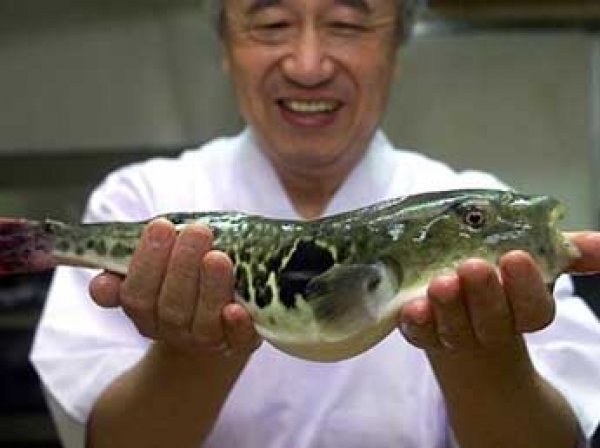 В Японии спецслужбы подняли по тревоге из-за попадания в продажи ядовитой печени рыбы фугу