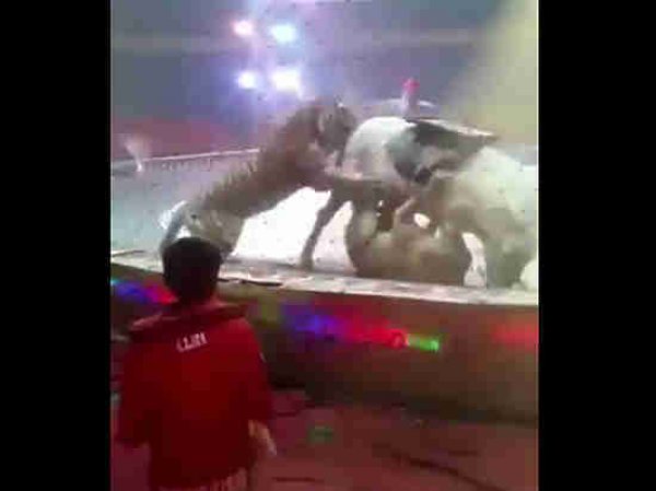 В китайском цирке лев с тигром едва не загрызли лошадь прямо во время представления