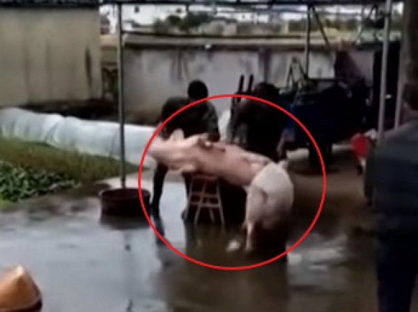 Свинья в Китае героически отбила собрата у мясников