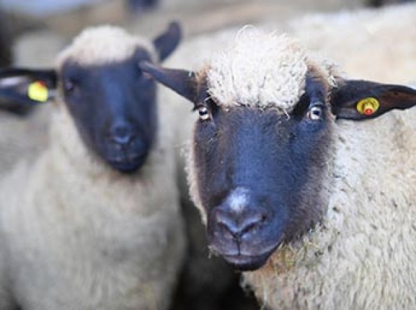 В США ученые впервые скрестили овцу с человеком