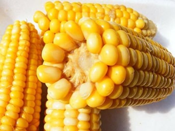 Ученые назвали главную пользу ГМО-кукурузы