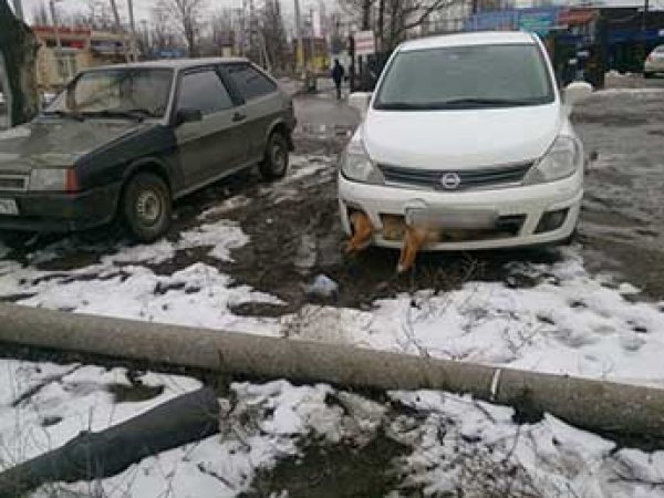 В Таганроге депутат-единорос сбил собаку и несколько дней ездил по городу с застрявшим в бампере животным