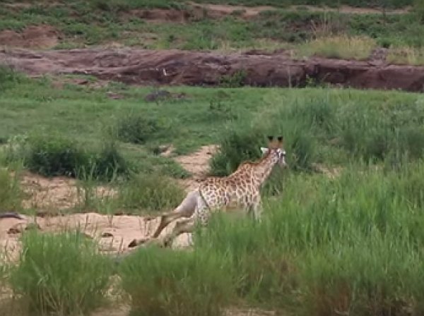 YouTube шокировало видео схватки жирафа с крокодилом и львами