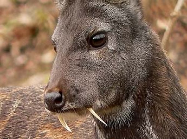 В Приморье на видео впервые засняли редкого саблезубого оленя