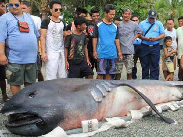 Жителей филиппинской деревни напугало странное морское существо, выброшенное на берег