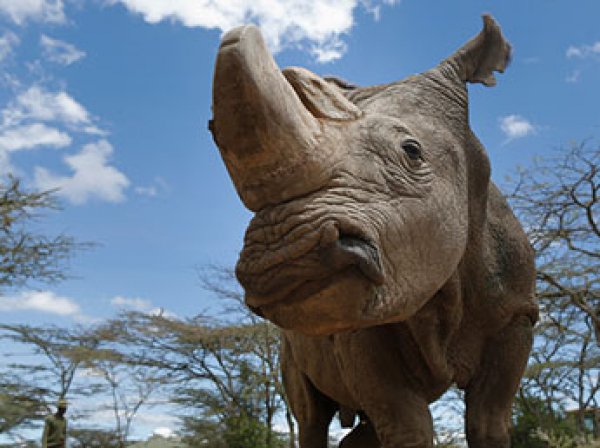 Умер последний на Земле самец белого северного носорога