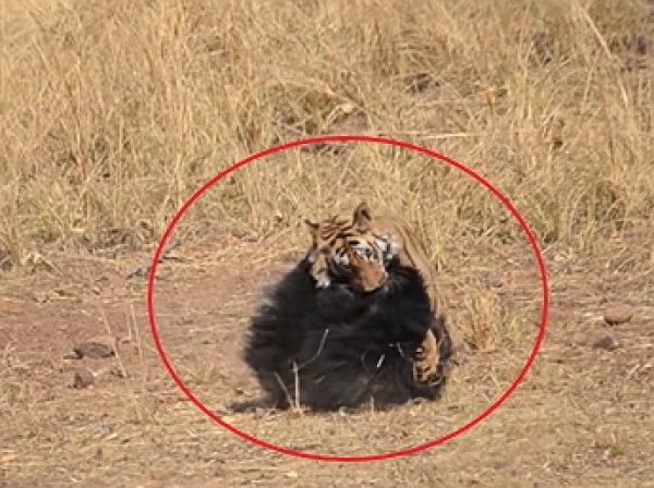 На YouTube попало видео схватки тигра с медведицей