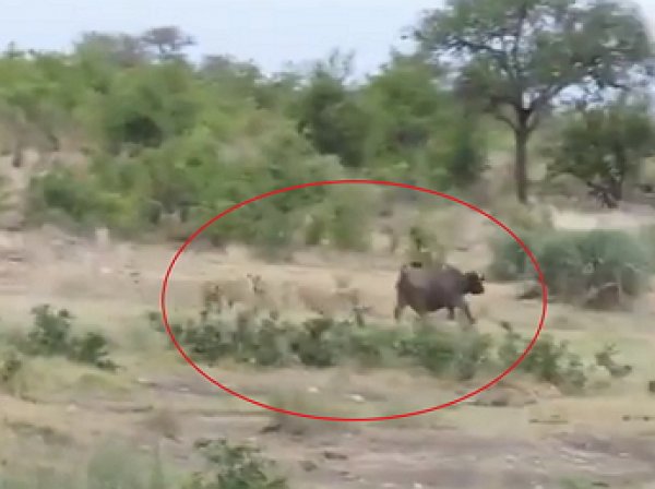На YouTube появилось видео схватки буйвола с тремя львами